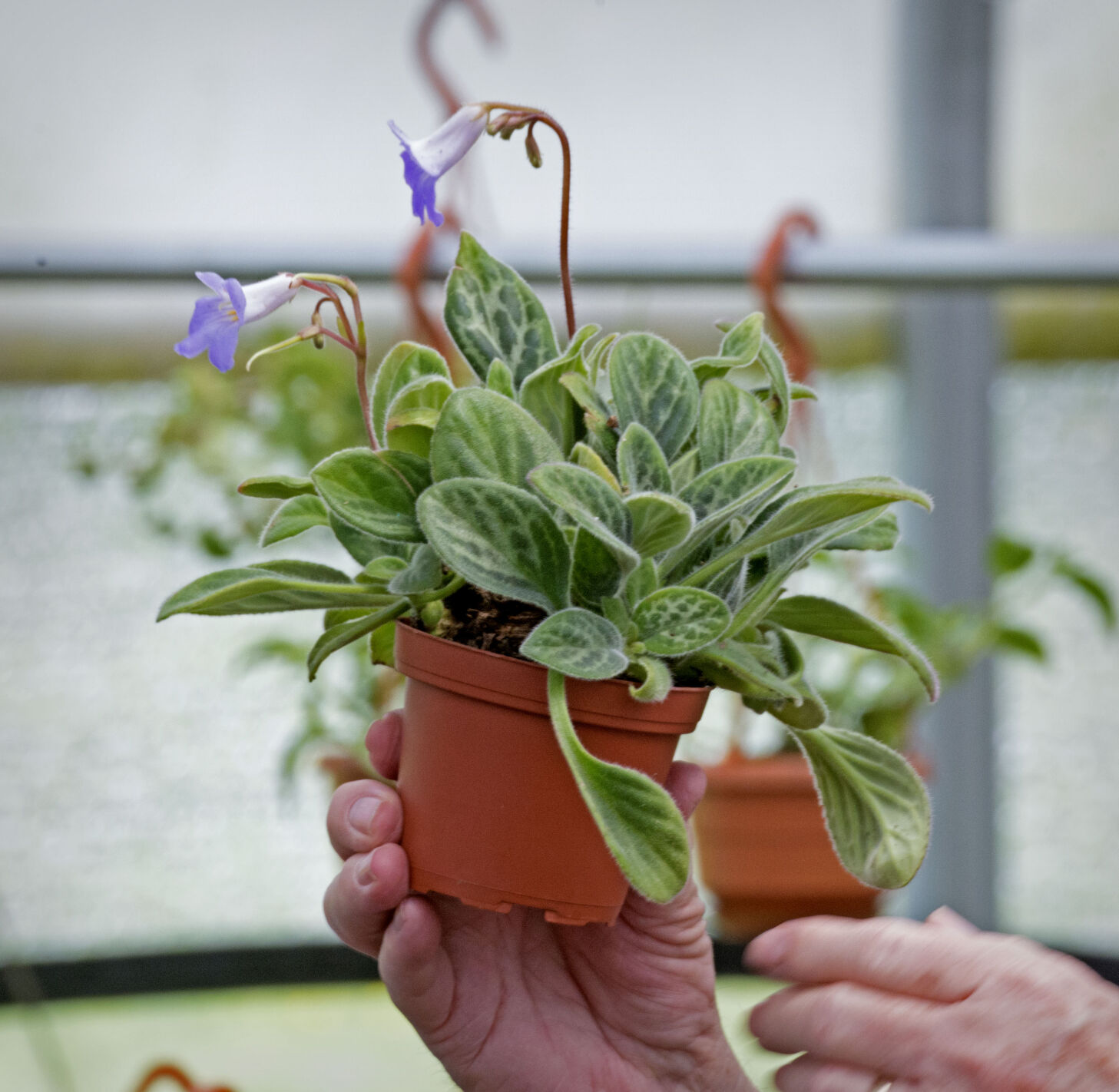 Gary's Specialty Plants